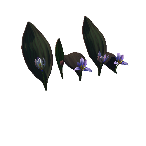 Flower_Tulipa regelii5 1_1